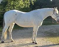 quarter-horse-mare