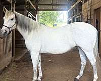 quarter-horse-for-sale