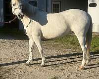 quarter-horse