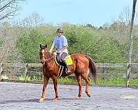 all-around-thoroughbred-horse