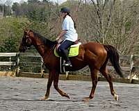 athletic-thoroughbred-horse
