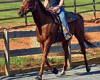dressage-thoroughbred-horse