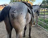 plenty-blueberry-quarter-horse