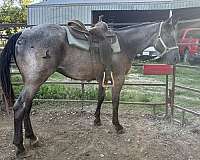 blue-roan-black-mane-tail-stocking-horse