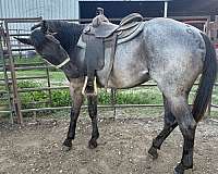 black-mane-tail-stocking-horse