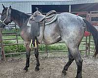 plenty-blueberry-horse