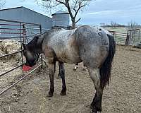 blue-boy-gelding