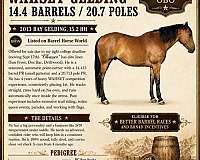 rodeo-queen-quarter-horse