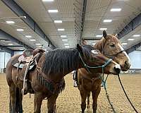 barrel-racing-quarter-horse