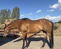 pole-quarter-horse