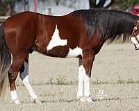 athletic-paint-horse