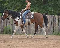blue-eyed-paint-horse