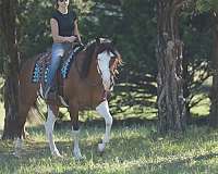 dressage-paint-horse