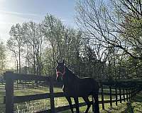 finished-jumper-mare