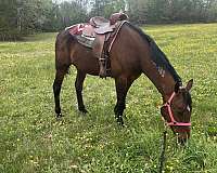 finished-jumper-standardbred-horse