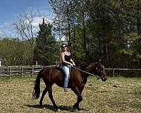 finished-jumper-horse