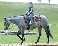 beginner-quarter-horse