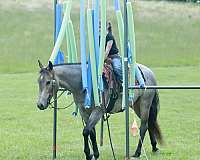 husband-safe-quarter-horse