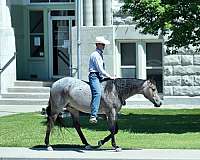 kid-safe-quarter-horse