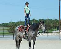 lesson-quarter-horse