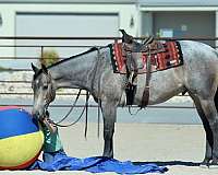 playday-quarter-horse