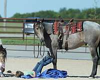 ranch-quarter-horse