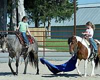 ranch-versatility-quarter-horse