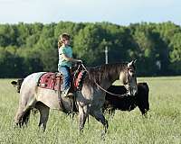 rodeo-quarter-horse