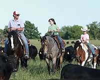 team-penning-quarter-horse