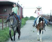 team-roping-quarter-horse