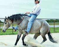 trail-quarter-horse