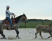 trail-riding-quarter-horse