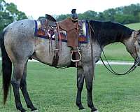 trail-class-competition-quarter-horse