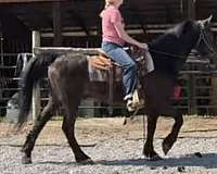 15-hands-morgan-horse