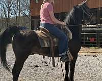 broke-morgan-horse
