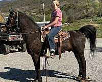 cross-driving-morgan-horse