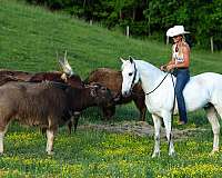 all-around-kentucky-mountain-horse