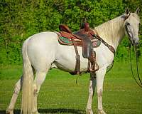 beginner-kentucky-mountain-horse