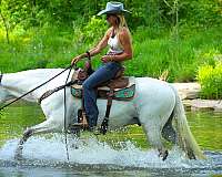 athletic-kentucky-mountain-horse