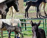 black-solid-horse
