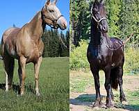 all-around-friesian-horse