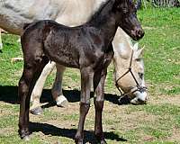 solid-black-horse