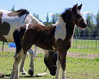 piebald-friesian-filly