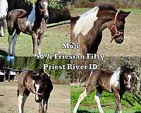 black-white-tobiano-horse