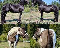 piebald-black-white-tobiano-horse
