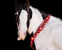 skilled-gypsy-vanner-horse