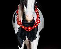 skilled-horse
