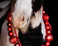 skilled-gelding