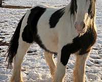 trail-riding-gypsy-vanner-horse