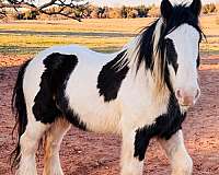 trained-gypsy-vanner-horse